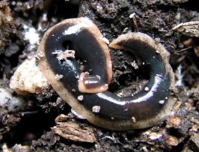 new zealand flatworm in cromarty gardens
